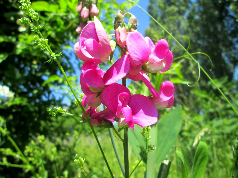 Breitblättrige Platterbse (Lathyrus latifolius) im Bürgerpark Saarbrücken
