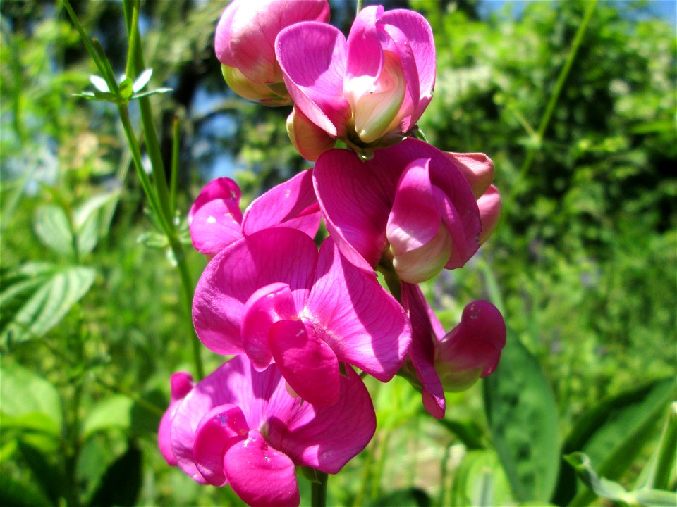 Breitblättrige Platterbse (Lathyrus latifolius) im Bürgerpark Saarbrücken