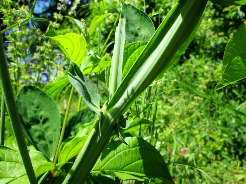 Breitblättrige Platterbse (Lathyrus latifolius) im Bürgerpark Saarbrücken