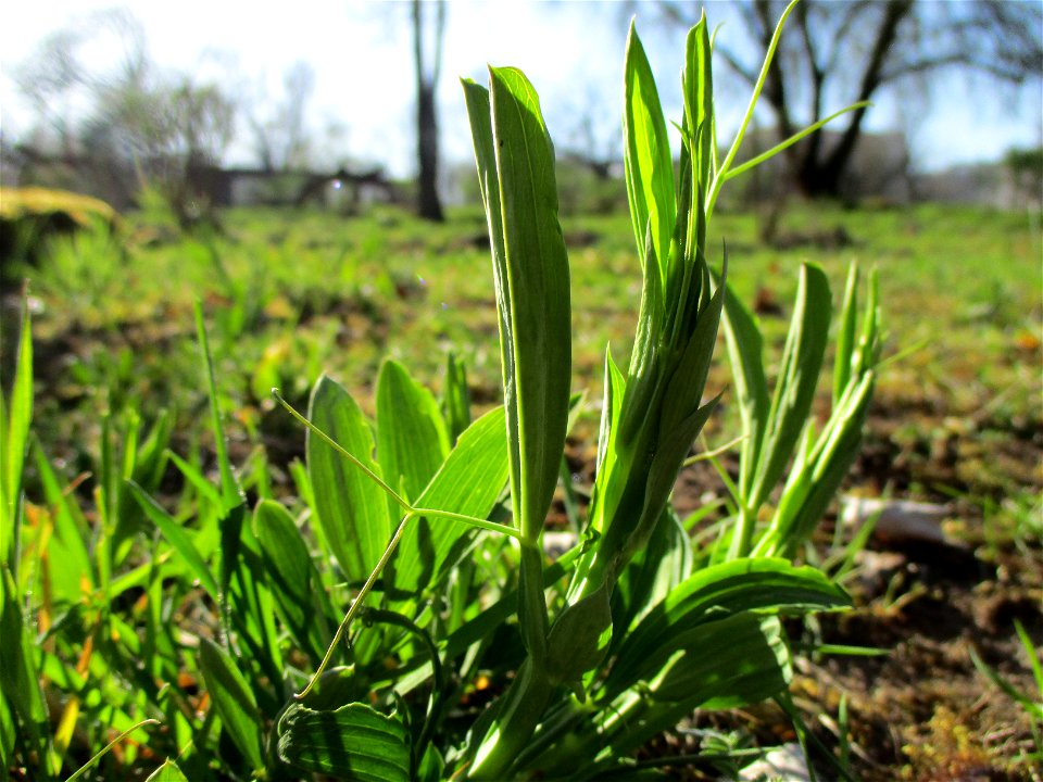 Breitblättrige Platterbse (Lathyrus latifolius) im Bürgerpark Saarbrücken