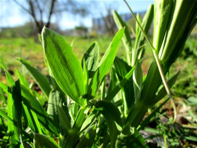 Breitblättrige Platterbse (Lathyrus latifolius) im Bürgerpark Saarbrücken