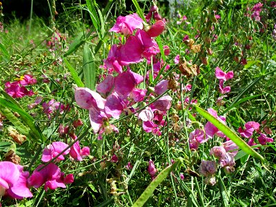 Breitblättrige Platterbse (Lathyrus latifolius) auf einer Brachfläche der Halberger Hütte in Brebach