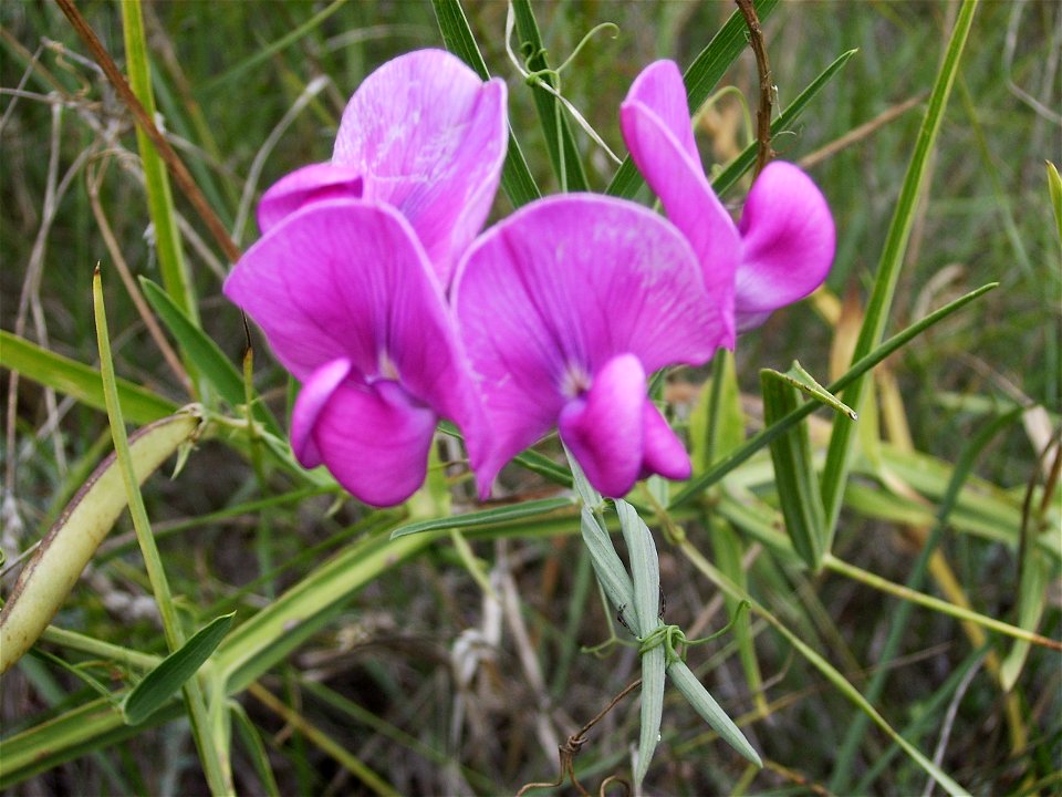 perennial peavine, Castelltallat, Catalonia