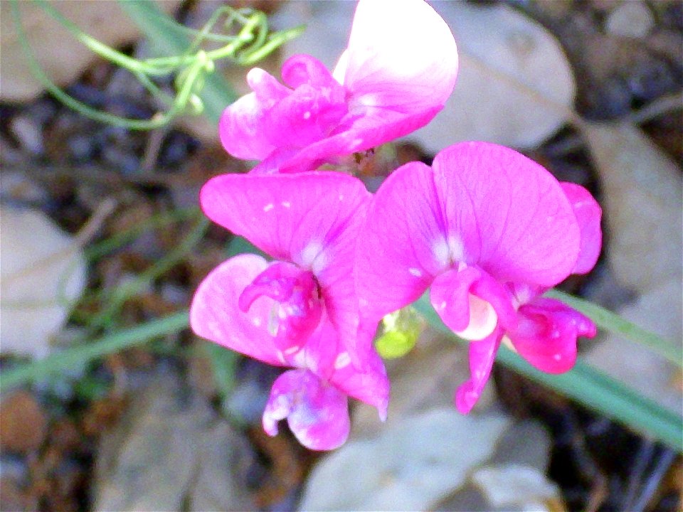 Lathyrus latifolius flower close up, Sierra Madrona, Spain