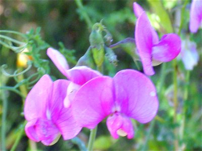 Lathyrus latifolius flower close up, Sierra Madrona, Spain