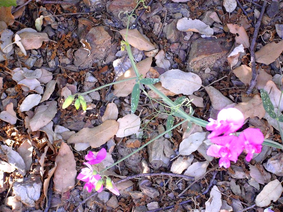 Lathyrus latifolius stem, Sierra Madrona, Spain