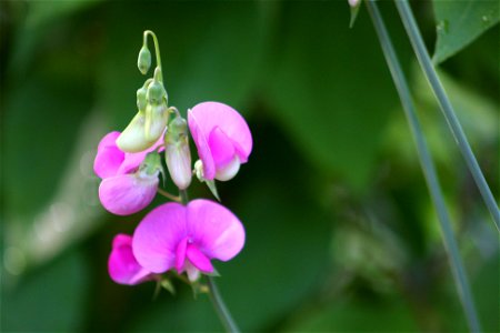Image title: Pink flower bloom
Image from Public domain images website, http://www.public-domain-image.com/full-image/flora-plants-public-domain-images-pictures/flowers-public-domain-images-pictures/p