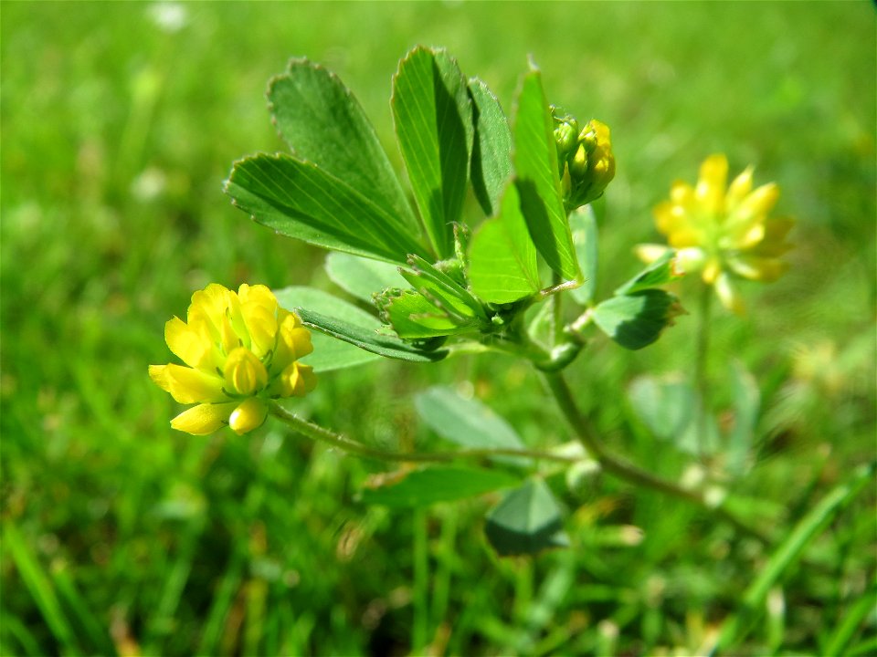 Faden-Klee (Trifolium dubium) im Landesgartenschaupark Hockenheim