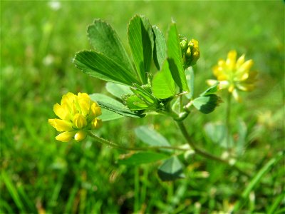 Faden-Klee (Trifolium dubium) im Landesgartenschaupark Hockenheim