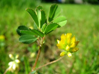 Faden-Klee (Trifolium dubium) im Landesgartenschaupark Hockenheim
