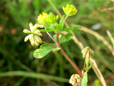Faden-Klee (Trifolium dubium) am Osthafen Saarbrücken - auf einem Sand-Trockenrasen oberhalb des Osthafens finden sich einige standorttypische Pflanzen