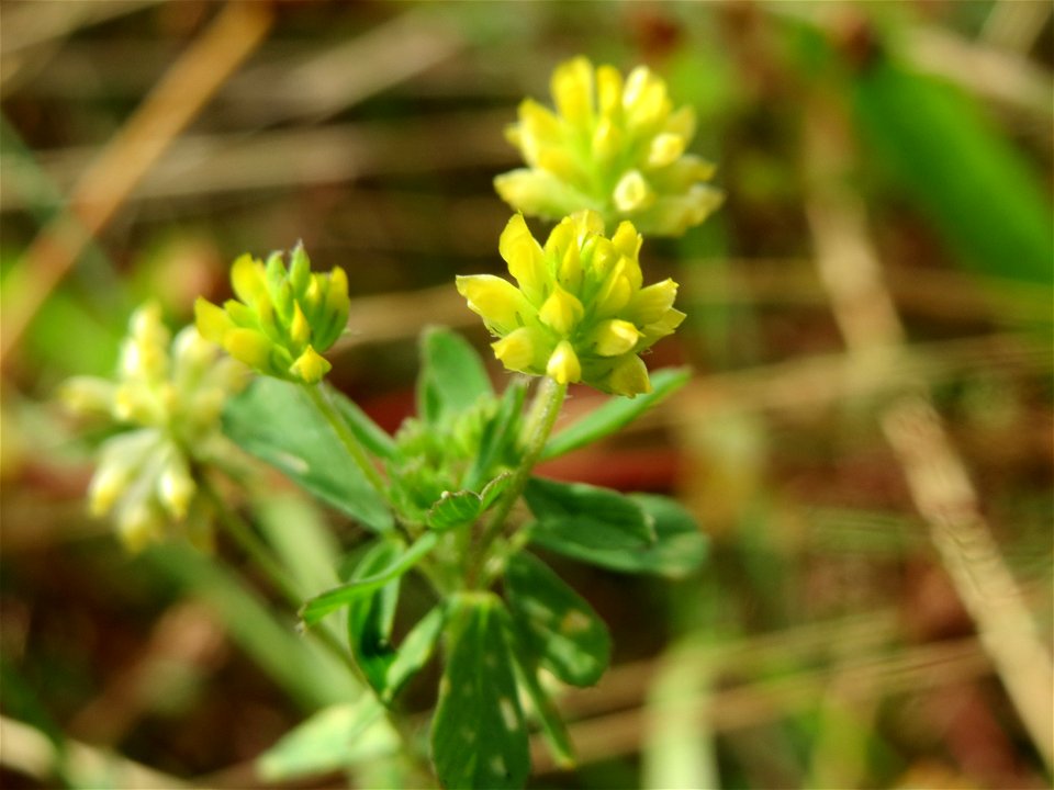 Faden-Klee (Trifolium dubium) am Osthafen Saarbrücken - auf einem Sand-Trockenrasen oberhalb des Osthafens finden sich einige standorttypische Pflanzen
