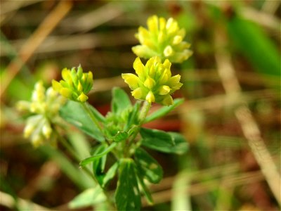 Faden-Klee (Trifolium dubium) am Osthafen Saarbrücken - auf einem Sand-Trockenrasen oberhalb des Osthafens finden sich einige standorttypische Pflanzen
