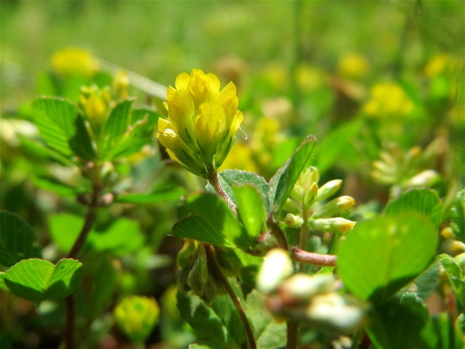 Faden-Klee (Trifolium dubium) an der Saar in Saarbrücken