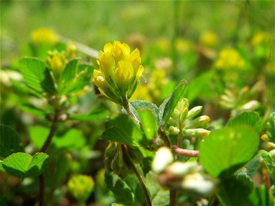Faden-Klee (Trifolium dubium) an der Saar in Saarbrücken