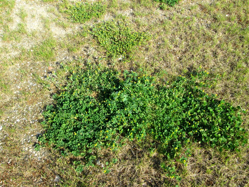Hopfenklee (Medicago lupulina) und Faden-Klee (Trifolium dubium) auf einem halboffenen Sandrasen in Hockenheim