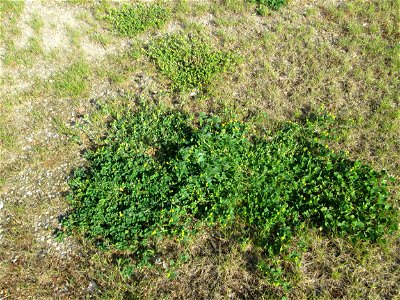 Hopfenklee (Medicago lupulina) und Faden-Klee (Trifolium dubium) auf einem halboffenen Sandrasen in Hockenheim