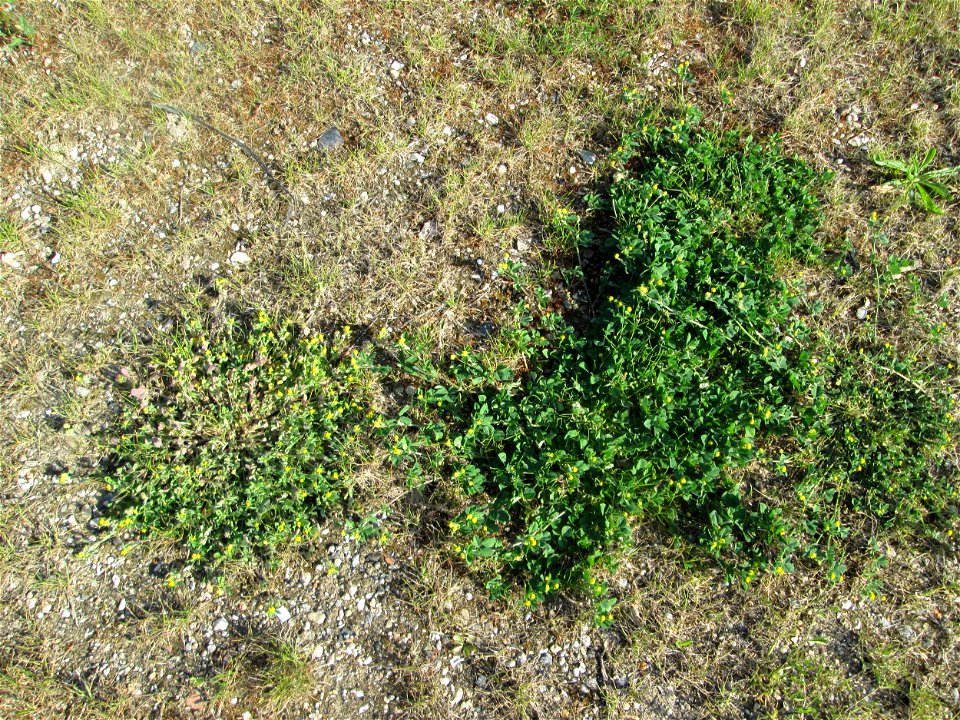 Hopfenklee (Medicago lupulina) und Faden-Klee (Trifolium dubium) auf einem halboffenen Sandrasen in Hockenheim