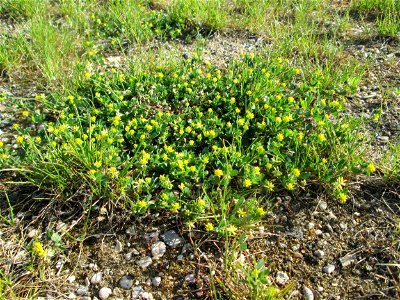 Faden-Klee (Trifolium dubium) auf einem halboffenen Sandrasen in Hockenheim