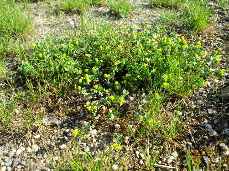 Faden-Klee (Trifolium dubium) auf einem halboffenen Sandrasen in Hockenheim