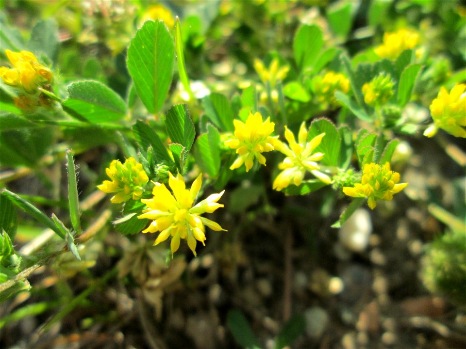Faden-Klee (Trifolium dubium) auf einem halboffenen Sandrasen in Hockenheim