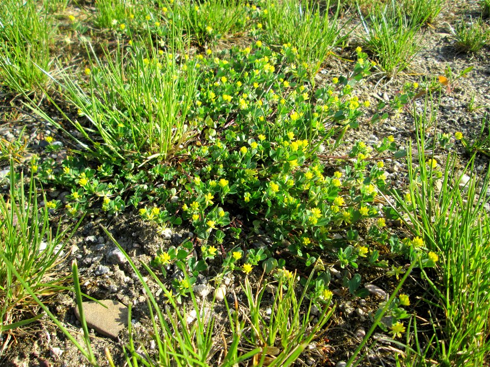 Faden-Klee (Trifolium dubium) auf einem halboffenen Sandrasen in Hockenheim