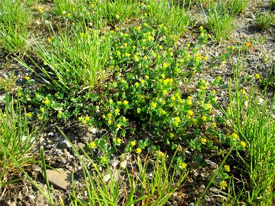 Faden-Klee (Trifolium dubium) auf einem halboffenen Sandrasen in Hockenheim