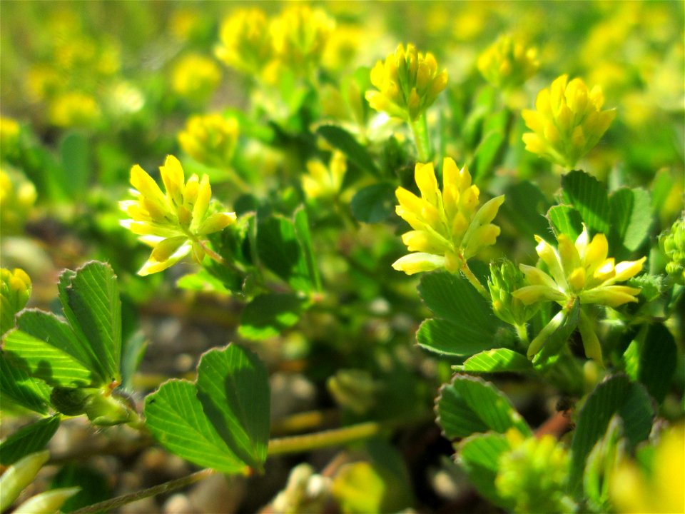 Faden-Klee (Trifolium dubium) auf einem halboffenen Sandrasen in Hockenheim