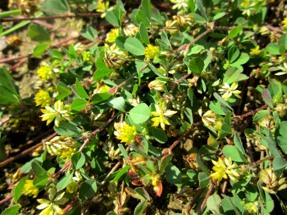 Faden-Klee (Trifolium dubium) auf einem Sandplatz in Hockenheim