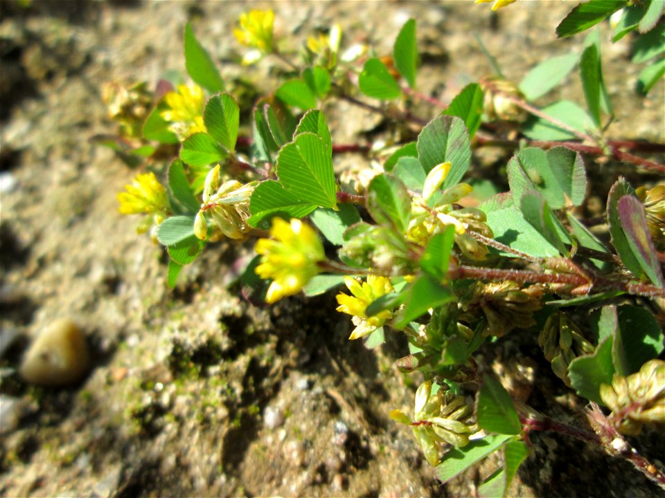 Faden-Klee (Trifolium dubium) auf einem Sandplatz in Hockenheim