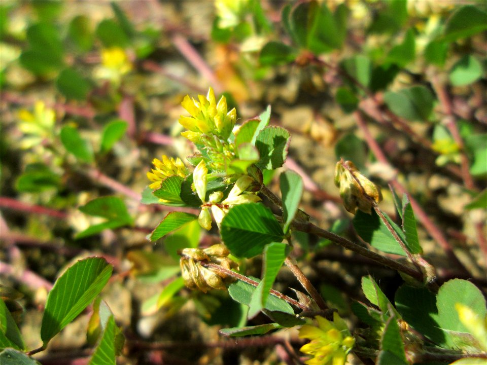 Faden-Klee (Trifolium dubium) auf einem Sandplatz in Hockenheim