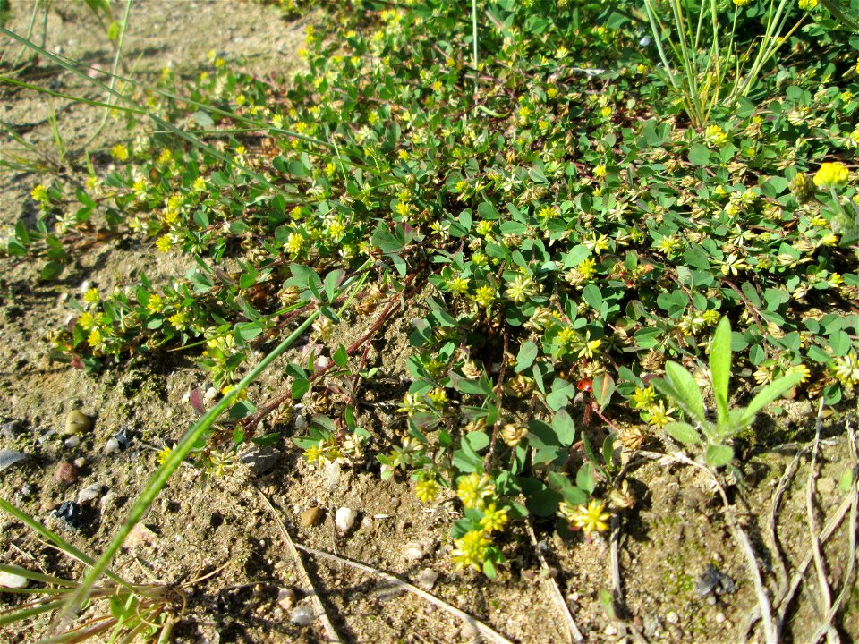 Faden-Klee (Trifolium dubium) auf einem Sandplatz in Hockenheim