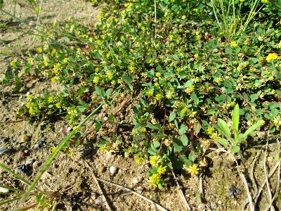 Faden-Klee (Trifolium dubium) auf einem Sandplatz in Hockenheim
