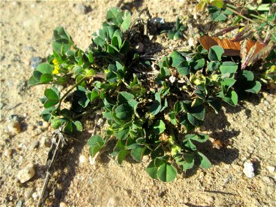 Faden-Klee (Trifolium dubium) auf einem Sandplatz in Hockenheim