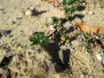 Faden-Klee (Trifolium dubium) auf einem Sandplatz in Hockenheim