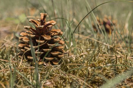 Forest moss pine cones photo