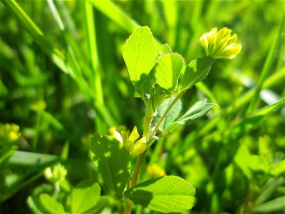 Faden-Klee (Trifolium dubium) auf einer Wiese in den Horststückern im Landschaftsschutzgebiet „Hockenheimer Rheinbogen“