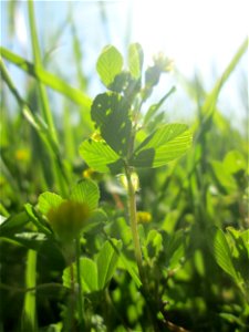 Faden-Klee (Trifolium dubium) auf einer Wiese in den Horststückern im Landschaftsschutzgebiet „Hockenheimer Rheinbogen“
