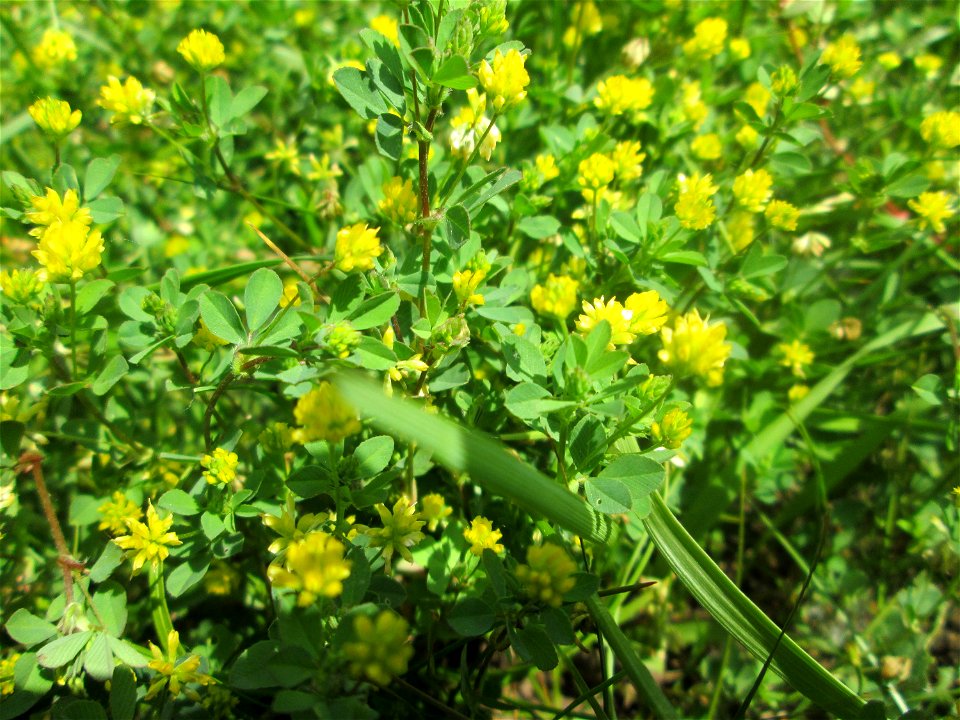 Faden-Klee (Trifolium dubium) im Naturschutzgebiet „St. Arnualer Wiesen“