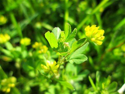 Faden-Klee (Trifolium dubium) auf einer Wiese in den Horststückern im Landschaftsschutzgebiet „Hockenheimer Rheinbogen“