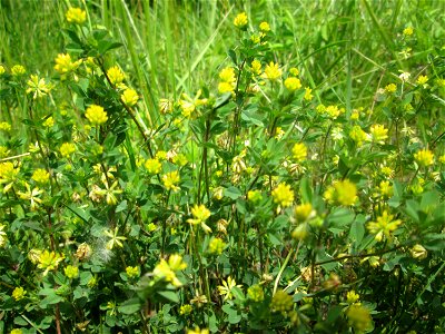 Faden-Klee (Trifolium dubium) im Naturschutzgebiet „St. Arnualer Wiesen“