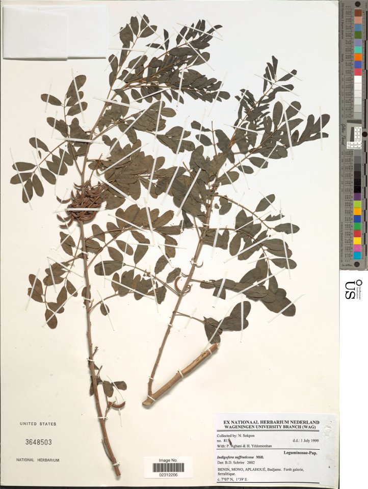 *Indigofera suffruticosa Mill.
Object Details
Biogeographical Region
22 - West Tropical Africa
Collector
N. Sokpon
P. Agbani
H. Yedomonhan
Record Last Modified
3 Jan 2018
Specimen Count
1
Collection D