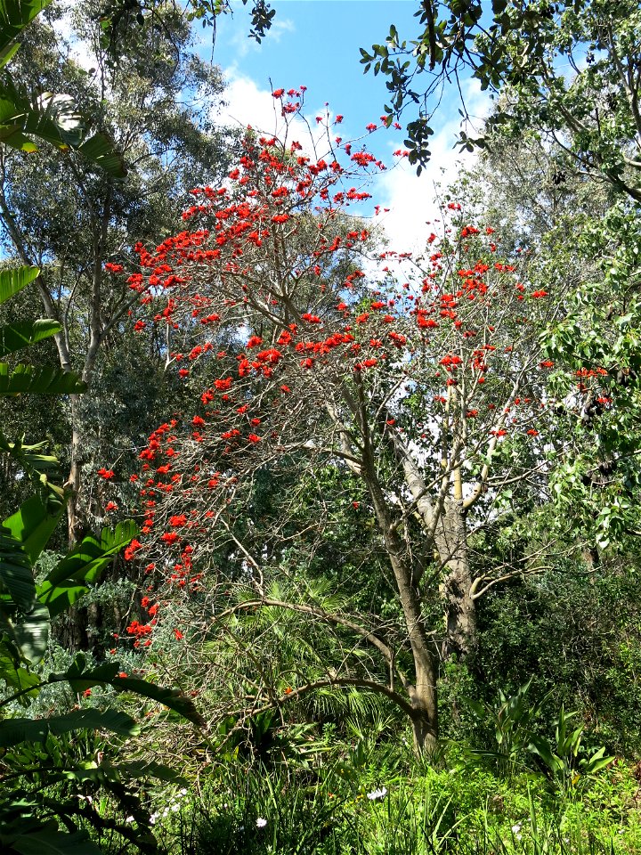Domaine du Rayol - Erythrina lysistemon. Rayol-Canadel-sur-Mer (Var, France).