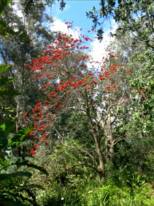 Domaine du Rayol - Erythrina lysistemon. Rayol-Canadel-sur-Mer (Var, France).