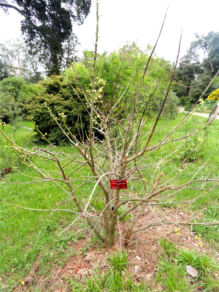 Erythrina lysistemon specimen in the Jardin botanique de la Villa Thuret, Antibes Juan-les-Pins, Alpes-Maritimes,France.