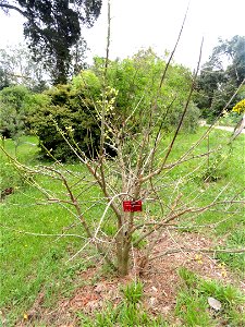 Erythrina lysistemon specimen in the Jardin botanique de la Villa Thuret, Antibes Juan-les-Pins, Alpes-Maritimes,France.