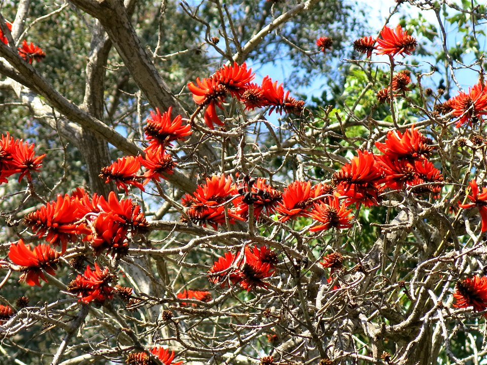 Domaine du Rayol - Flowers of Erythrina lysistemon. Rayol-Canadel-sur-Mer (Var, France).