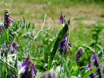 Vogelwicke (Vicia cracca) in Hockenheim