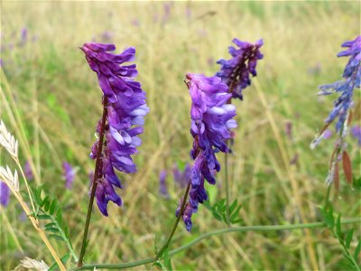 Vogelwicke (Vicia cracca) im Landschaftsschutzgebiet Hockenheimer Rheinbogen