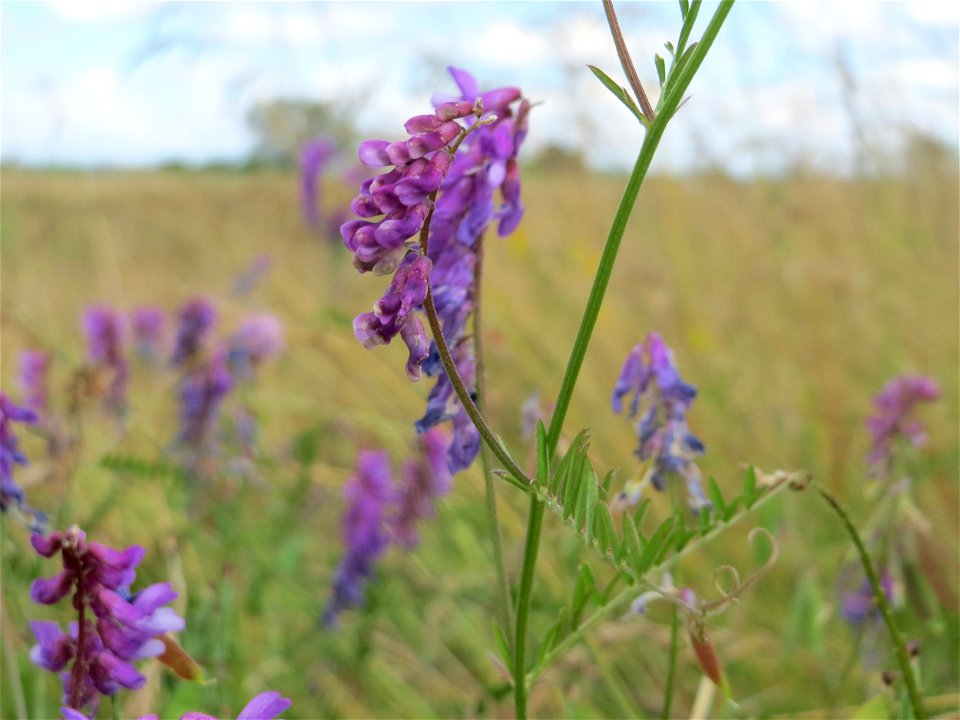 Vogelwicke (Vicia cracca) im Landschaftsschutzgebiet Hockenheimer Rheinbogen